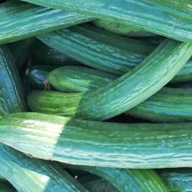 Fresh Seeds USA Seller Dark Armenian Cucumber 20 Seeds - £4.04 GBP