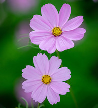 35 Cosmos Sensation Pinkie Seeds Flower Drought Tolerant - $17.96