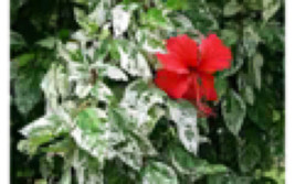 Variegated Pink Hibiscus (Hibiscus rosa sinensis hybrid) 4&quot; Pot Size - £36.38 GBP