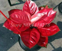 Aglaonema Pink Dud Mosaic Greenhouse Mini 100 (Color:12) Seeds Flower - $9.87 CAD