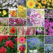 500 Partial Shade Wildflower Seeds  - $81.34 MXN