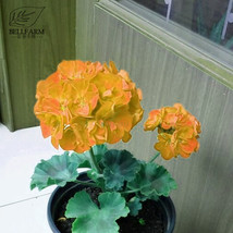 USA SELLER Geranium Golden Dense Ball Shaped Big Blooms Flowers 10Pcs Seeds Gard - £8.92 GBP