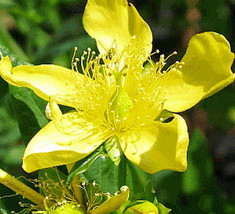 St John&#39;S Wort Seeds 500 Great Variety Perennial Herb Garden Fast Shipping - £7.18 GBP