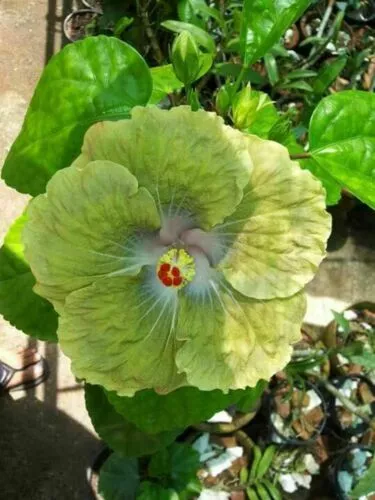 1 Pack 100 Green Hibiscus Seeds Hibiscus Rosa-sinensis Garden Flowers Seed - $3.99