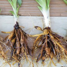 10 WILD DAYLILY fans/root systems image 2