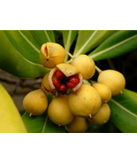 Pittosporum tobira seeds JAPANESE CHEESEWOOD semillas graines free shipping - £4.97 GBP+