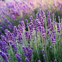 Premium Narrow-Leaved Lavender Seeds, 50 Count - Grow Your Own Herbal Haven, Per - £5.99 GBP