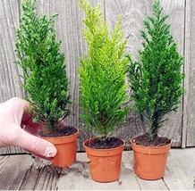 PWO Fresh Kasuki 50 Pcs Italian Cypress Tree Seeds Cupressus Sempervirens Home G - £6.85 GBP