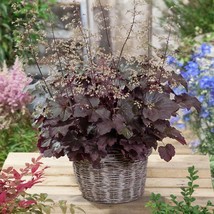 Heuchera Seed Coral Bells Palace Purple Flower Seeds 4000 Seeds Fresh Seeds Fast - $19.99