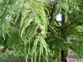 15 Peve Yellow Bald Cypress Seeds Taxodium Distichum Peve Yellow USA SELLER Fast - £9.11 GBP