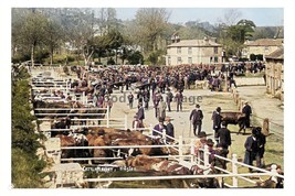 ptc5112 - Cornwall - An early view of a busy Helston Cattle Market - pri... - £2.18 GBP