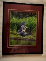 Amazing blue heron 8x10 photo matted and framed in an 11x14 frame - £51.00 GBP