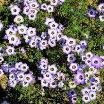 New Fresh Seeds 1000 Birds Eyes Gilia Tricolor Lavender White Native Frangrant H - $14.90