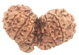 Rare Collector 16 Mukhi Gauri Shankar Ganesh Rudraksha - 34.25mm - IGL Certified - $1,262.25