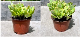 Well-Rooted Crassula ‘Ruffle Ripple Jade’ Succulent in 4” inch pot w/ soil. - £23.91 GBP