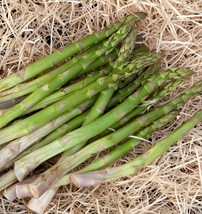 10 Bare Roots Jersey Supreme Asparagus Non GMO 1 Yr Crown  - $39.90