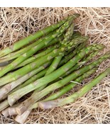10 Bare Roots Jersey Supreme Asparagus Non GMO 2 Yr Crown  - €23,77 EUR