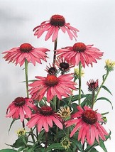 50 Deep Rose Coneflower Seeds Echinacea Perennial Flower Bloom Flowers Seed 1023 - $8.35