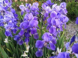 OKB 3 Iris Pallida Fragrant Tall Historic Bearded Iris Grape Bubblegum S... - $64.56