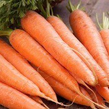 Scarlet Nantes Carrot Seeds 1000+ Vegetable Garden NON-GMO  - $2.04