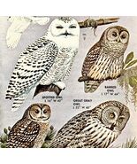 Large Earless Owls Varieties And Types 1966 Color Bird Art Print Nature ... - $28.01 CAD