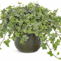1 Live Plant White Green Glacier Ivy Well Rooted Variegated English Ivy Vines - £13.33 GBP
