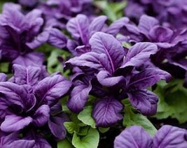 THJAR Purple Basil Seeds - Organic, Heirloom, Open Pollinated, Non GMO -... - $2.97