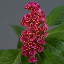 Celosia Seeds 25 Pelleted Seeds Celosia Neo Rose   - £18.88 GBP