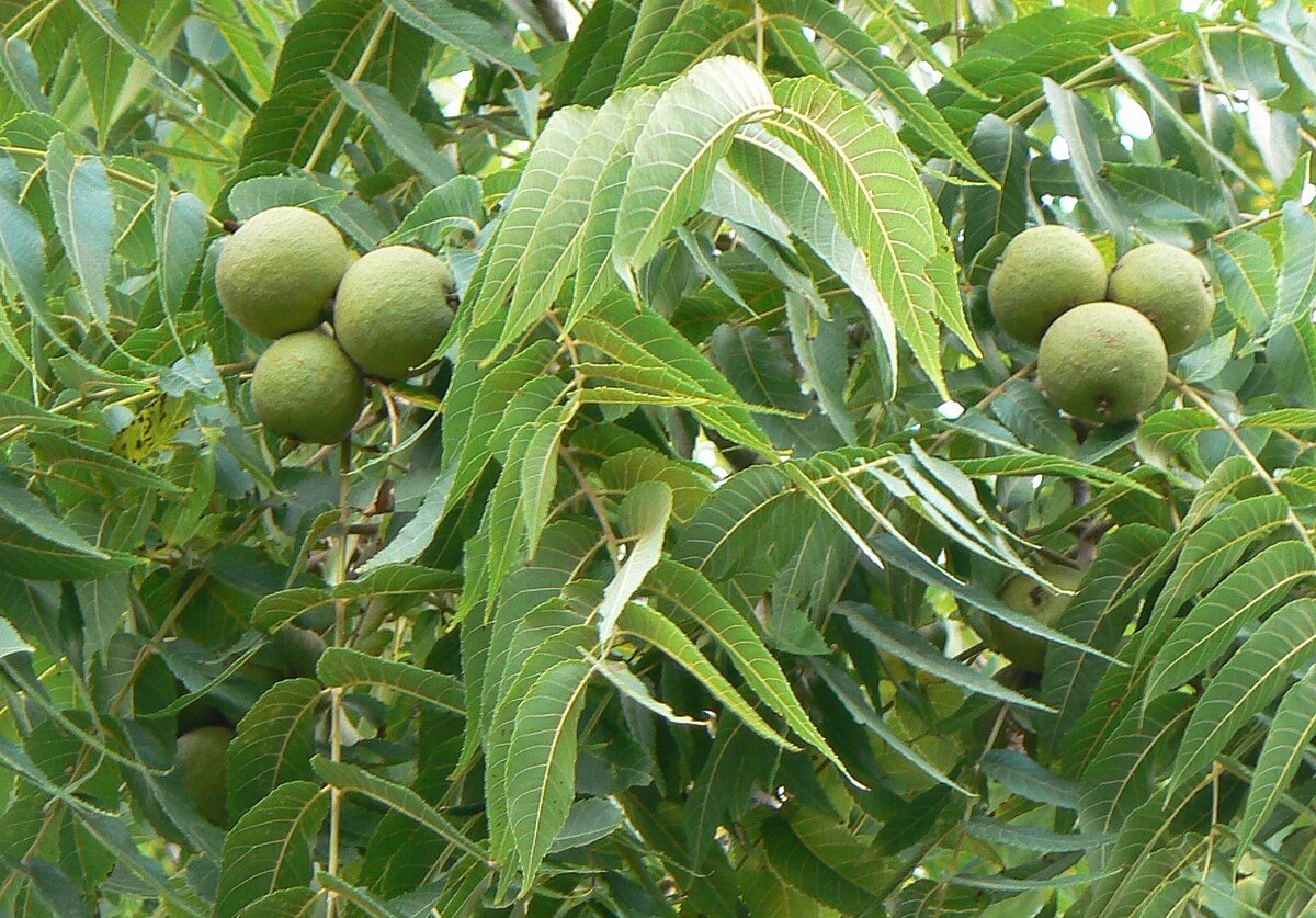 2 Black Walnut Tree Seedlings (16&quot;–24&quot;) – Juglans nigra, Live Bareroot P... - $52.00