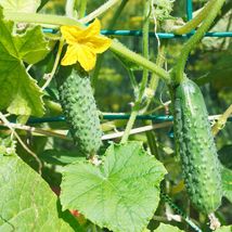 National Pickling Cucumbers - Seeds - Organic - Non Gmo - Heirloom Seeds - £4.71 GBP