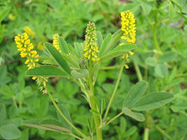 1200 Seeds Clover, Yellow Flower Sweet Clover - £5.96 GBP