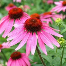 Septh Purple Coneflower Echinacea Perennial Pollinator Cut Flowers Non-GMO 200 S - £5.13 GBP