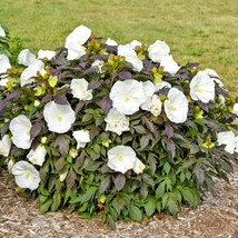 New Fresh Seeds 25 Cookies And Cream Hibiscus Seeds Black Foliage Fast Ship - £12.99 GBP