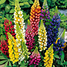 50 Seeds Russell Lupine Mixed Colors Seeds Perennial Hummingbirds &amp; Bees Love Fr - £8.21 GBP