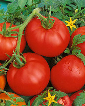 Ace 55 Vf Tomato Seeds Bulk 300 Per Pkt. Low Acid Variety Vigorous Fresh Garden - £9.58 GBP
