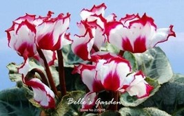 50Pcs Cyclamen Flower Seeds White Red Damask Flowers With Red Edge Fresh... - $13.76