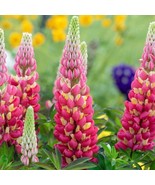 25 pcs Tequila Flame Lupine Seed Flower Perennial Flowers Hardy Seed - $12.63