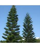 40 Seeds Norfolk Island Pine Araucaria Heterophylla - $13.30