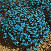 200 Pcs Blue Cambridge Lobelia Regatta Seeds #MNSF - $14.00