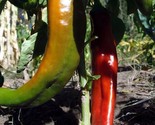 Ms Junie Hot Chile Pepper Seeds Hatch NuMex NON-GMO Red Chili Sauce - $3.04