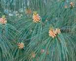 Pinus wallichiana - Himalayan pine - Live Plant - 12&quot; Tall - 1 Gallon Pot - £59.77 GBP