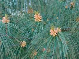 Pinus wallichiana - Himalayan pine - Live Plant - 12&quot; Tall - 1 Gallon Pot - $75.00