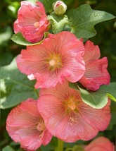 25 Pink Orange Hollyhock Seeds Perennial Flower Seed Flowers - £7.87 GBP