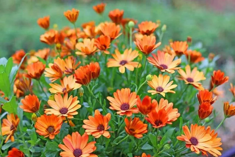 200 African Arctotis Daisy Seeds Planting Fast US Shipping - £8.69 GBP