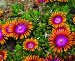 Orange Purple Fire Spinners Flowers Easy To Grow Garden 25+ seeds - $7.26