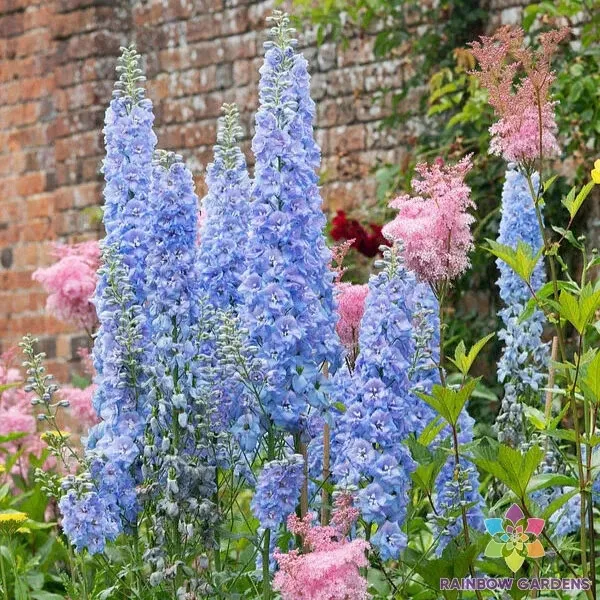 200 Blue Bell Delphinium Seeds New Fast Shipping - $10.96