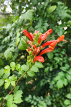 Cape Honeysuckle - Tecomaria Capensis Flower Attracts Butterflies &amp; Humm... - £11.68 GBP