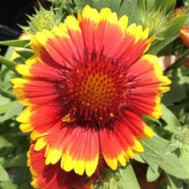 Fresh Gaillardia Blanket Flower Seeds 100+ Usa Seller Perrenial - £6.04 GBP