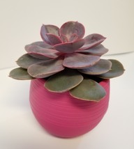 Colorful Succulent Planter, Self-Watering Pot for House Plants image 5