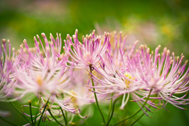 Garden Store 5 Seeds Columbine Meadow Rue Thalictrum Aquilegifolium Purple Pink  - £7.33 GBP